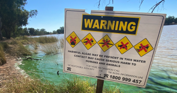 Lake algae battle showing 'positive signs' as WWCC reveals treatment trial price