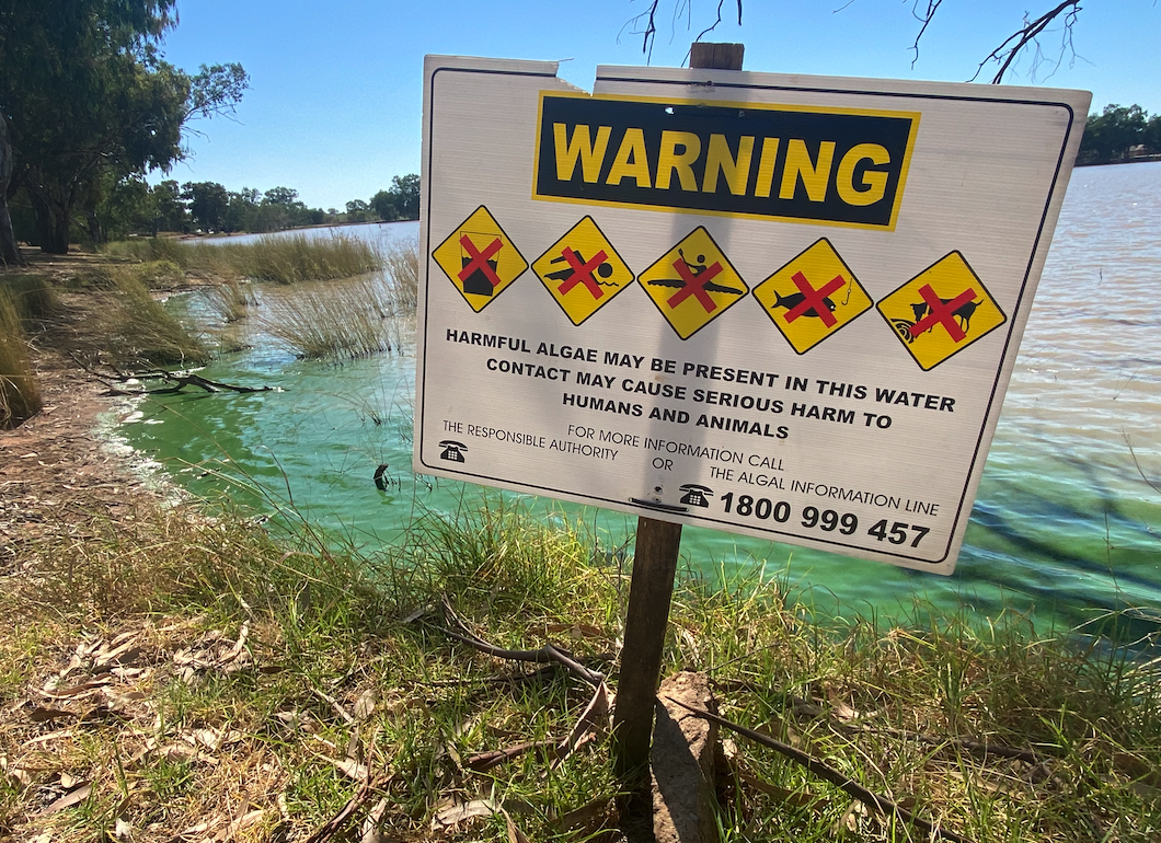 Algae warning sign at lake