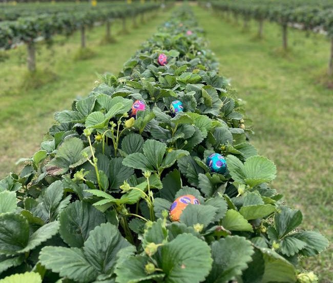 Easter egg hunting at strawberry farm