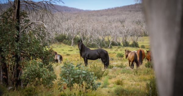 NSW brumby inquiry headed for the mountains after final hearing