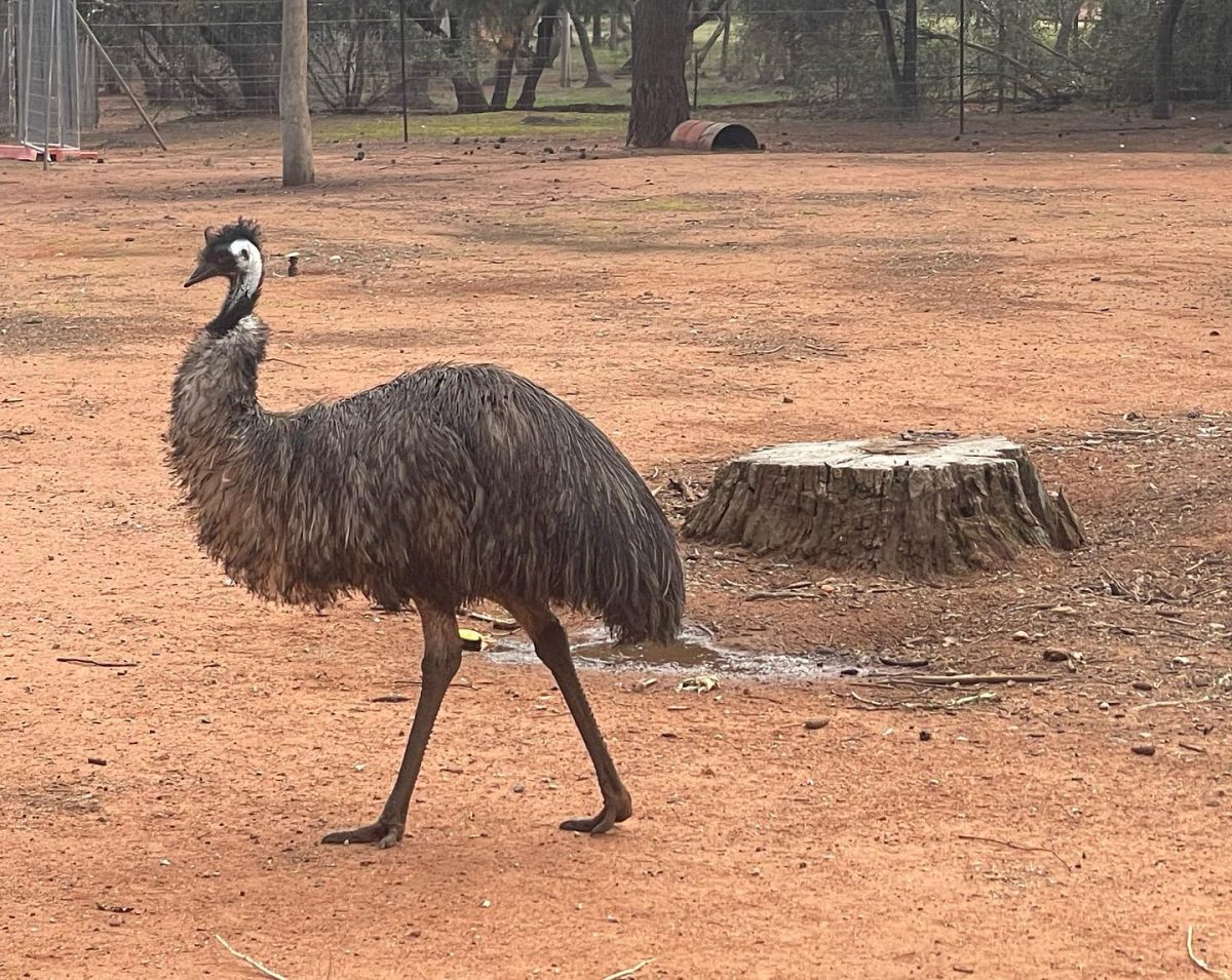 An Emu at Lake Wyangan