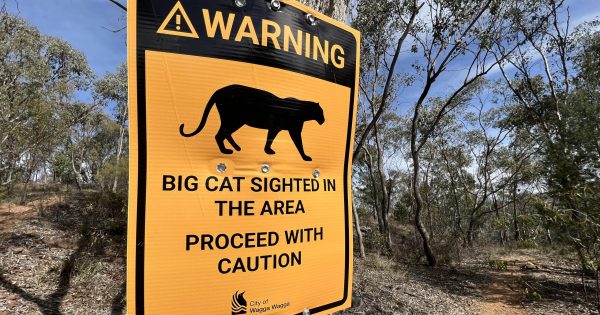 Big Cat loose on Willans Hill? There have been signs