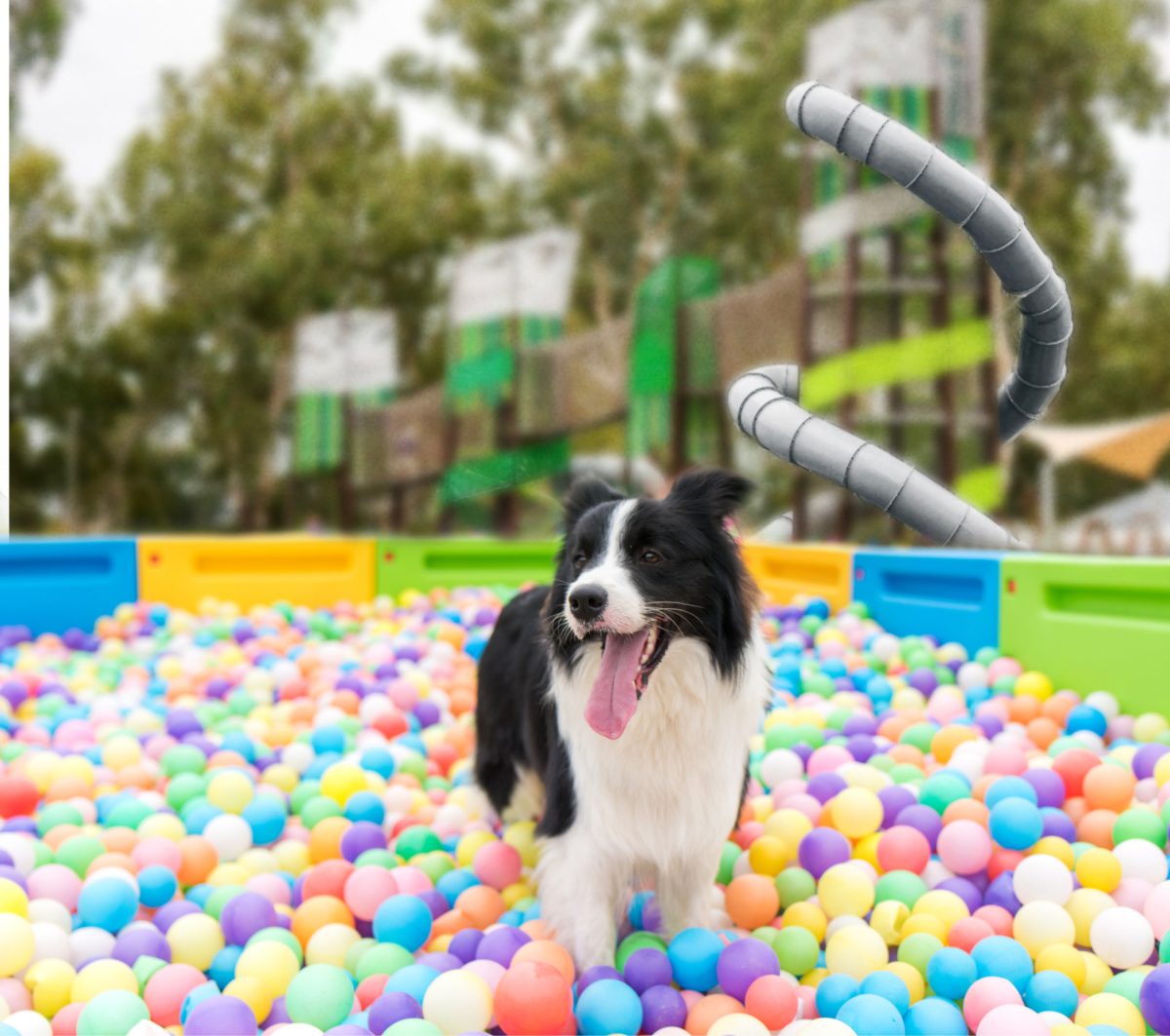 Wagga's dogs are invited to the region's biggest canine party.