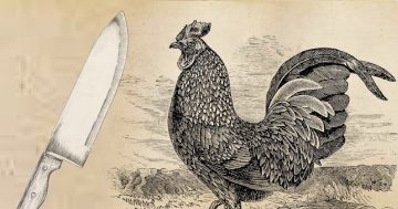 Riverina Rewind: The Chinese witness who swore an oath on a decapitated rooster in the Deniliquin courthouse