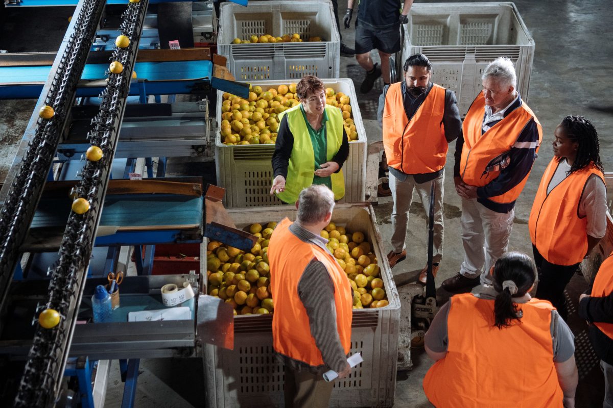 Men and women stand among crates of oranges.