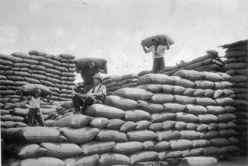 Wheat lumpers stacking wheat at Tullamore in 1933. 