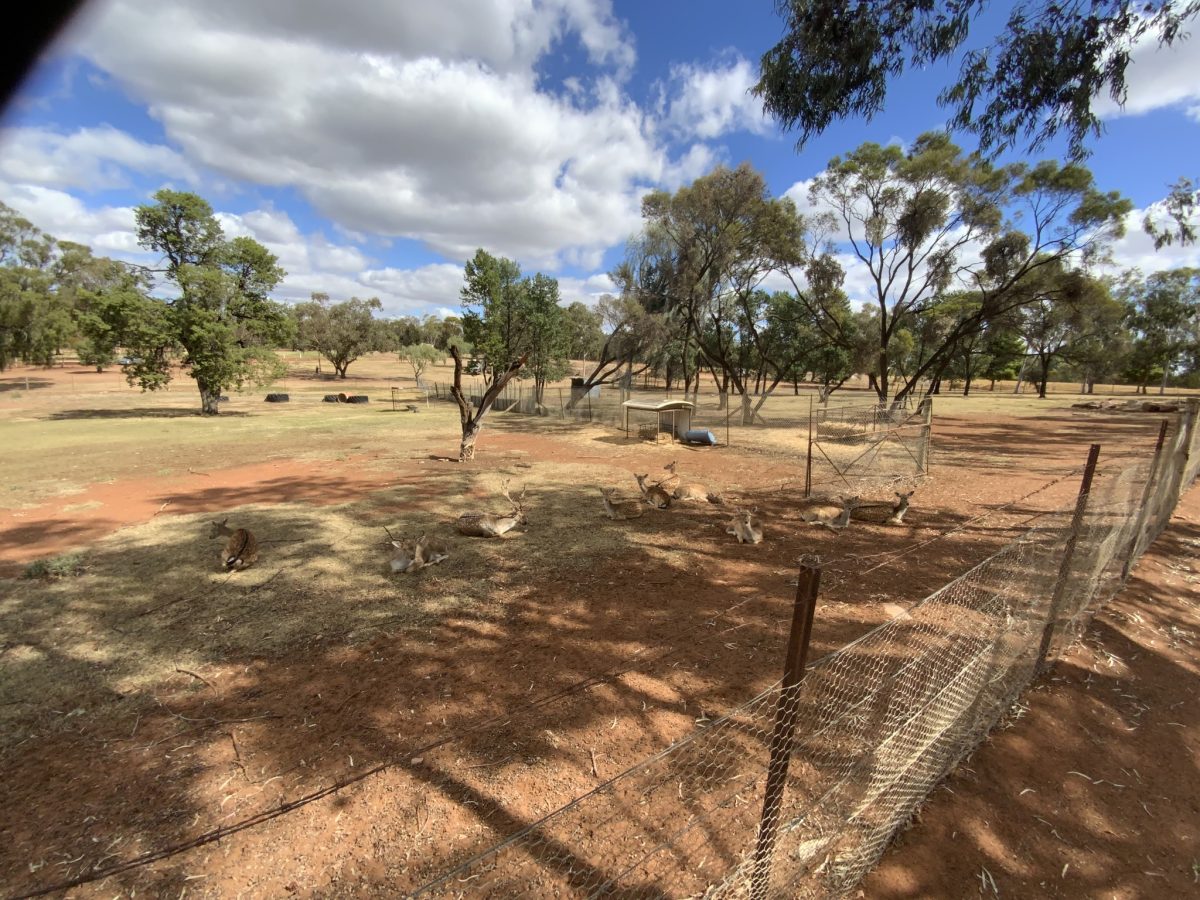 Animals at Lake Wyangan 