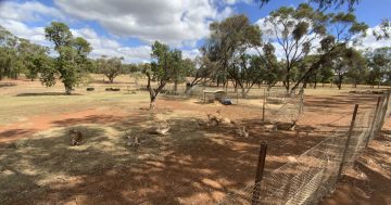 ‘Excrement goes into the lake’: Griffith Council votes down motion to keep animals at Lake Wyangan