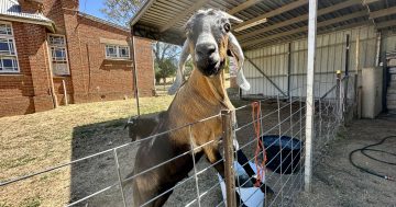 High tea hopes to raise awareness of and vital funds for The Farm in Galong