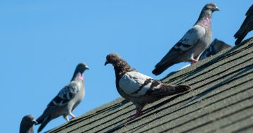 Griffith Council urges residents to stop feeding the pigeons in Coolah Street