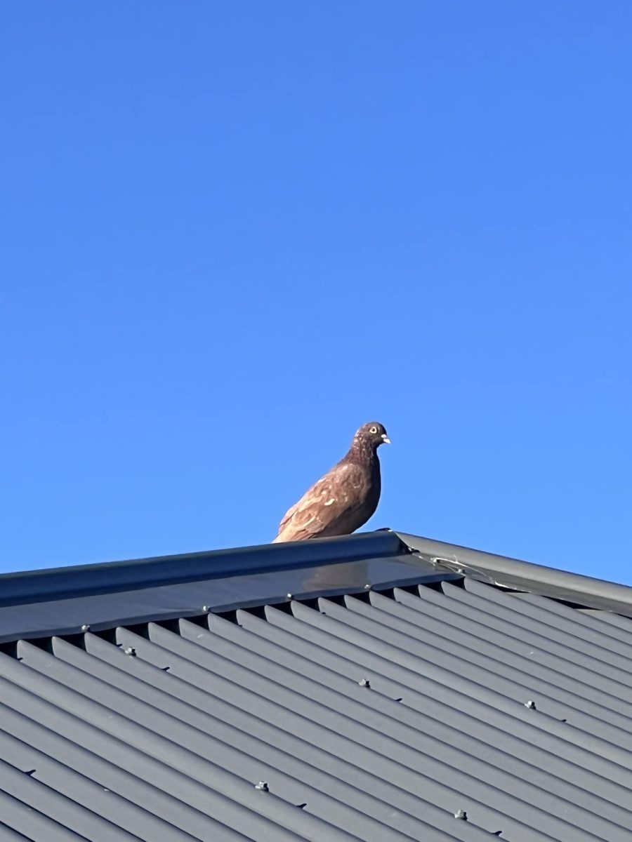 Pigeon on roof