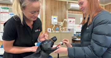 Vet nurse students are getting a leg-up with new hi-tech dog mannequins