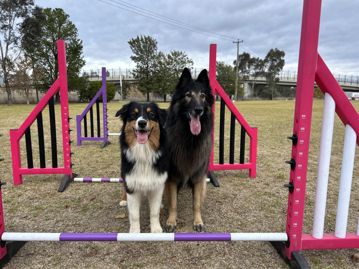 Two dogs in front of agility course