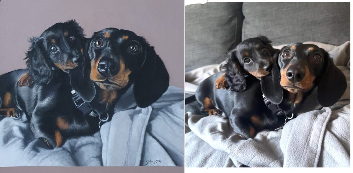 pet photo and pet portrait 