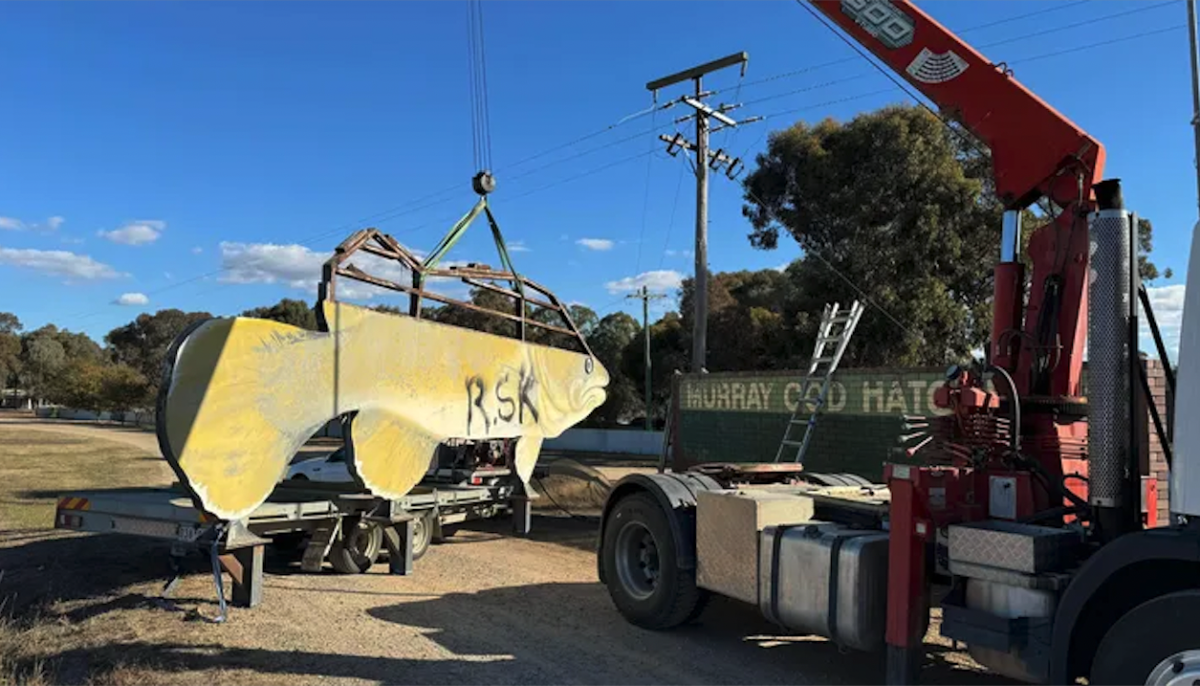 The iconic Murray Cod has been lifted away for repairs.