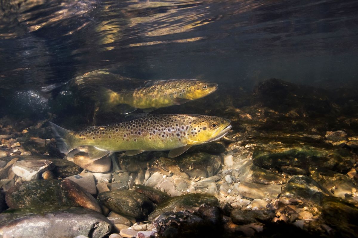 Spawning trout are protected by the closure of rivers and streams from June to October.