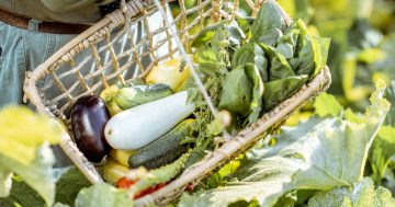 Perfectly planned veggie patches are out, 'chaos gardening' is in