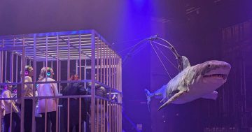 Captive audiences set to take the plunge and get up close with a great white