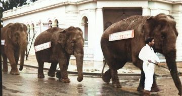 Riverina Rewind: Six times elephants caused a stir on the streets of Wagga Wagga