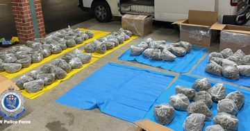 Two men charged after Highway Patrol seize 99 bags of dried cannabis flowers