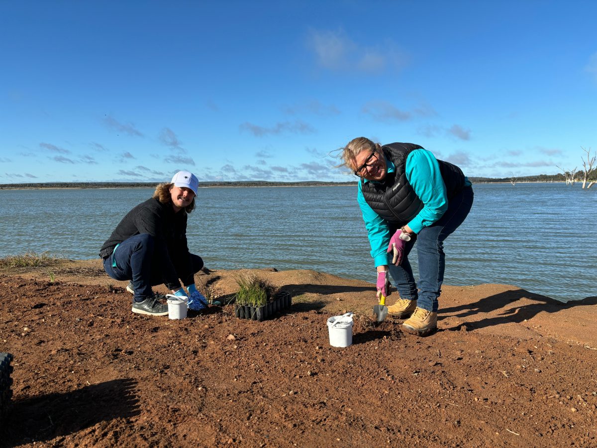 people planting trees by lake 