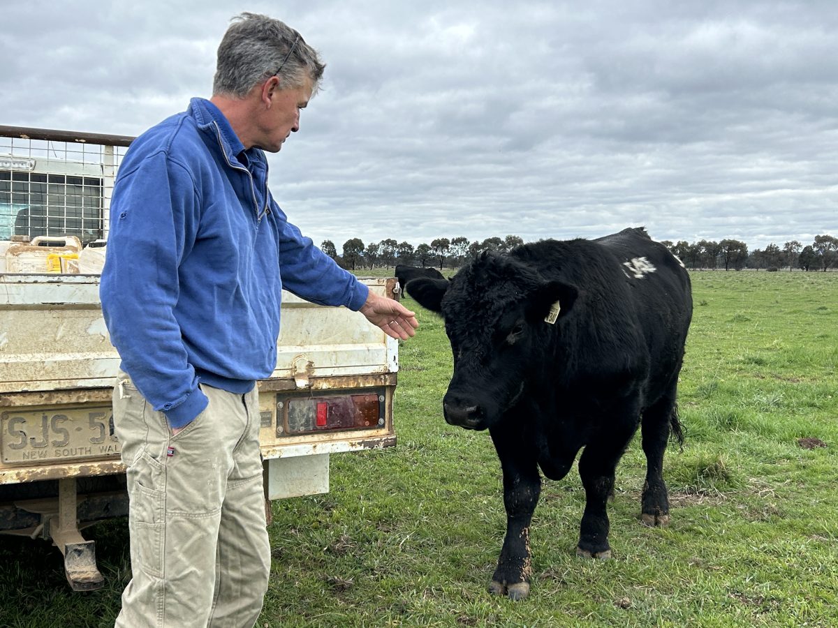 man in paddock with young bull