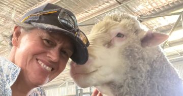 From banking to shearing: Jodie Green's career shift boosts Merino stud