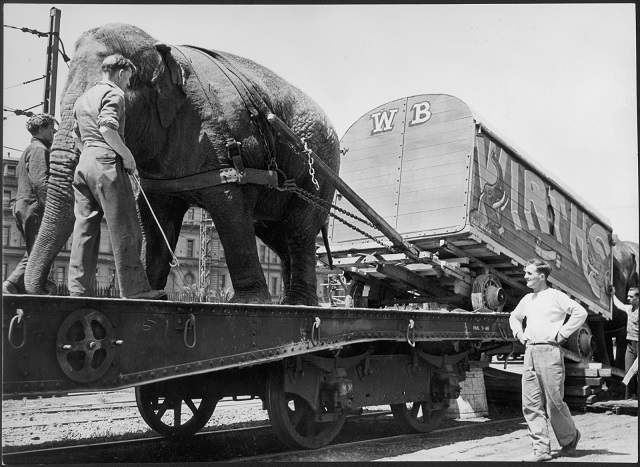 Wirth's Circus was based in South Melbourne where elephants were not just part of the show.