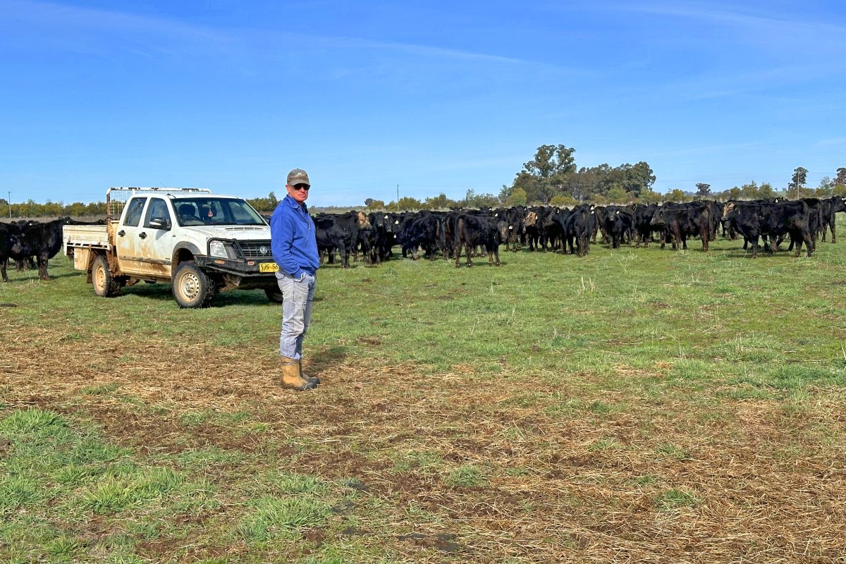 man in paddock with cattle