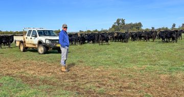 Henty farmer Steven Scott waiting for dust to settle on annual bull sales before tackling New York marathon