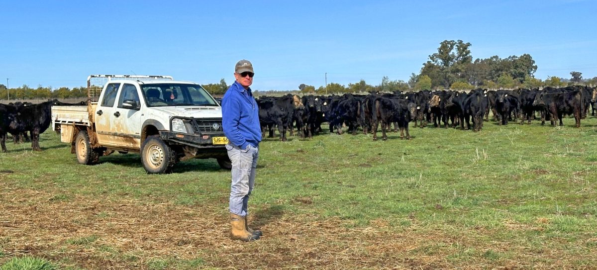 man in paddock with cattle