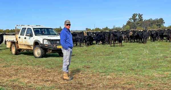 Henty farmer Steven Scott waiting for dust to settle on annual bull sales before tackling New York marathon