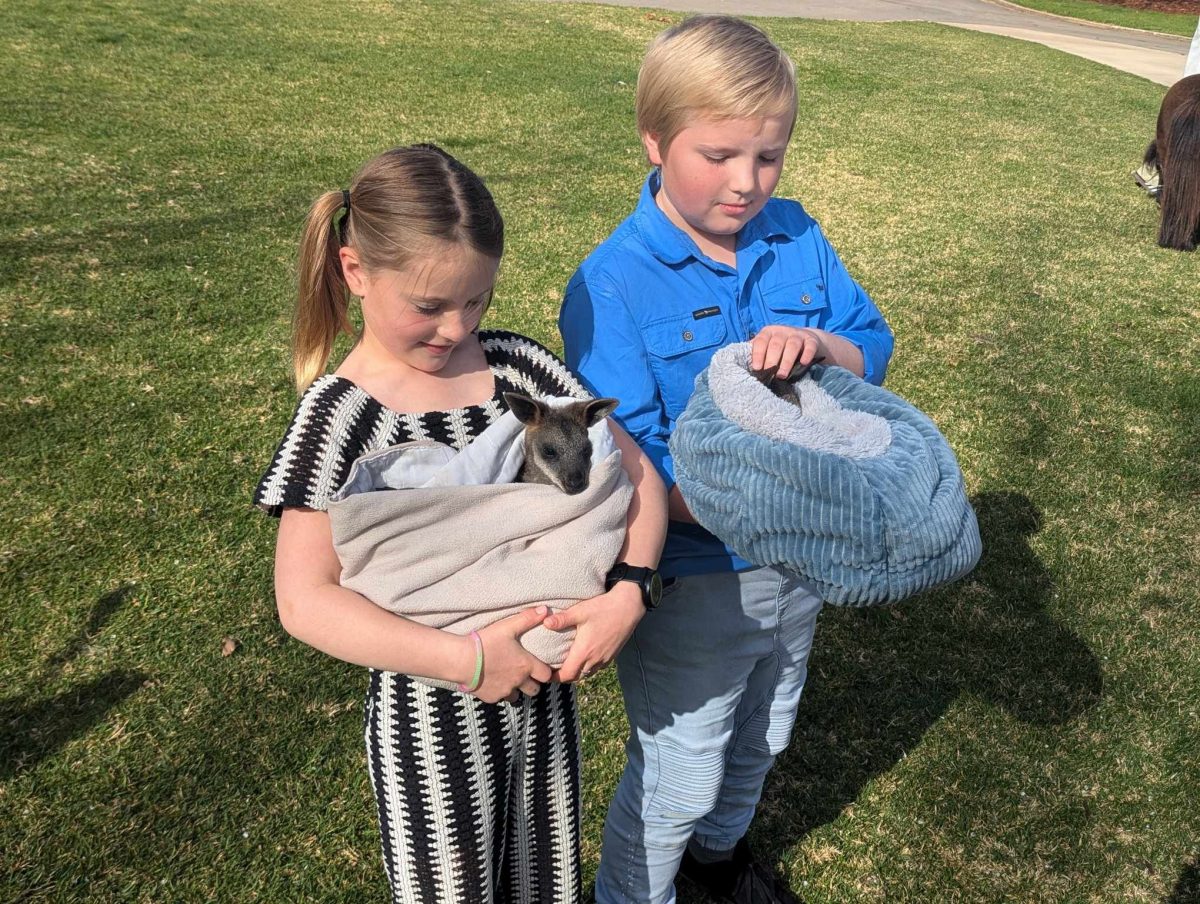 Two kids holding baby joeys. 