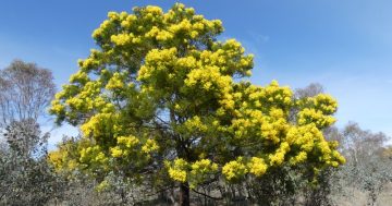Think the wattle's making you sneeze? Think again (your real enemy is most likely invisible)