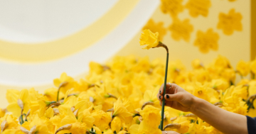 Cancer Council Wagga to raise funds at Marketplace for Daffodil Day