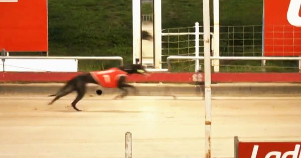 Calls for urgent reform after another Greyhound Racing death in the Riverina