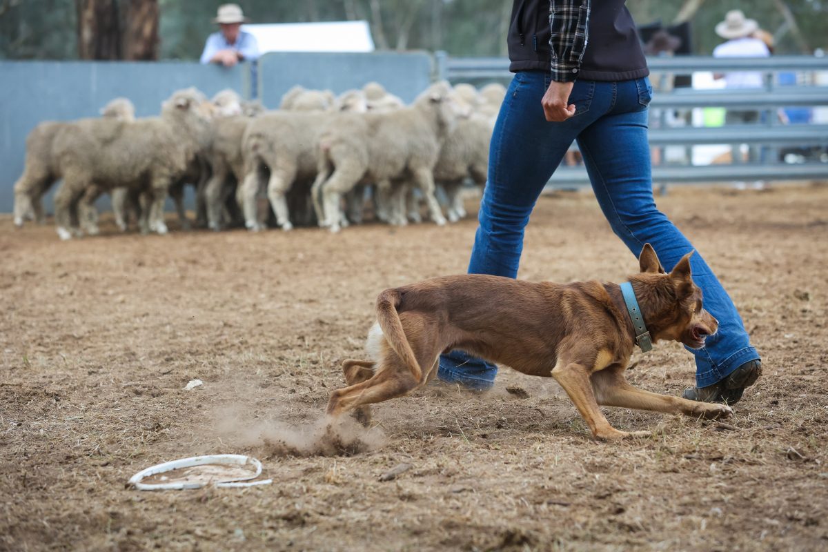 Nearly $10,000 in prize money will be up for grabs when the best dog triallers in the country converge on Henty for their annual championships. 