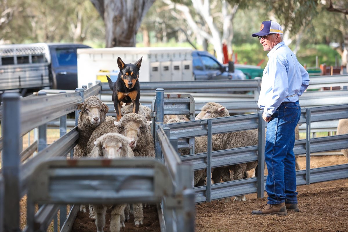 More than 200 of the country's best working dogs will be put through their paces at the sheep field trials and yard dog championships with the finals in each competition being held on Thursday 19 September. 