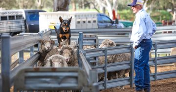 Spectators expected to flock to Henty to get a taste of muster dogs in action