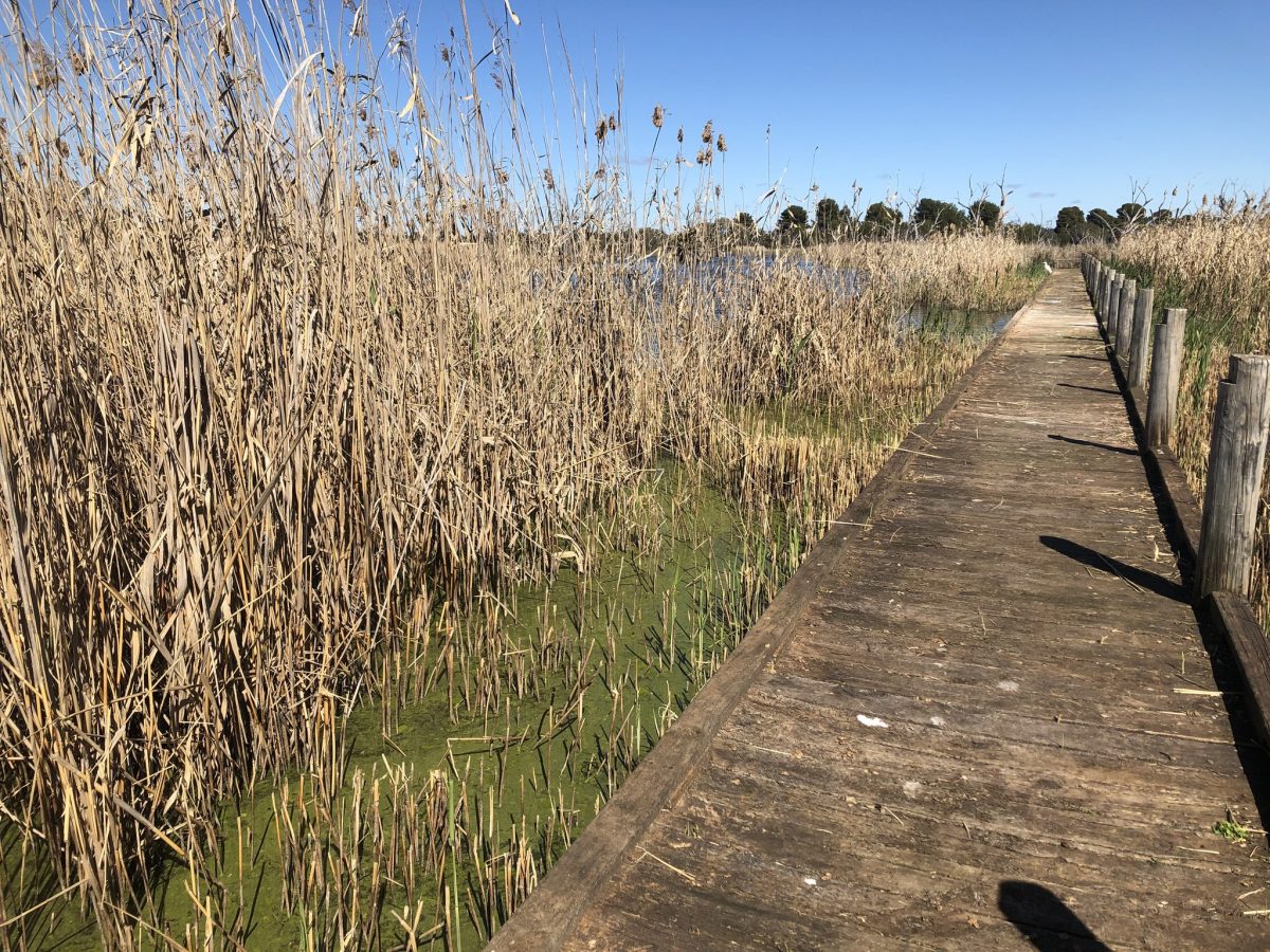 a wetlands walkway 