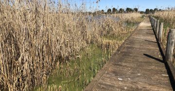 Campbell's Wetlands suffers damage, animals removed at Lake Wyangan