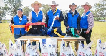 Sheep, dogs and handlers all in good form at highly competitive working dog trials in Henty