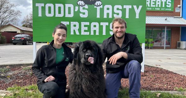 A 60 kg Newfoundland dog the inspiration behind thriving Albury pet store