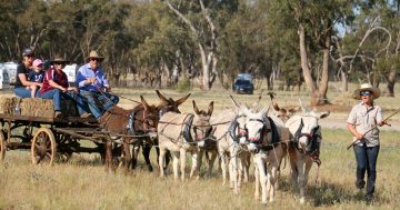 Barellan set to stage unique celebration of the nation's pioneering heritage