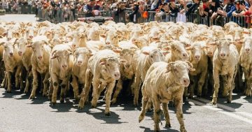 Boorowa festival offers a rollickin’ good time full of craic, woolly wonders, and a dash of Irish charm