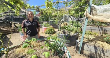 Inaugural harvest festival to celebrate Riverina’s abundance of small farms and local produce