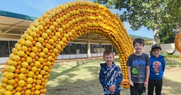 Elephant, rainbow and tape measure new additions to Griffith citrus sculpture festival