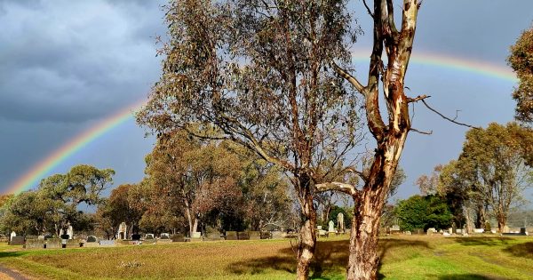 Conservation efforts turn Riverina cemeteries into native habitat sanctuaries