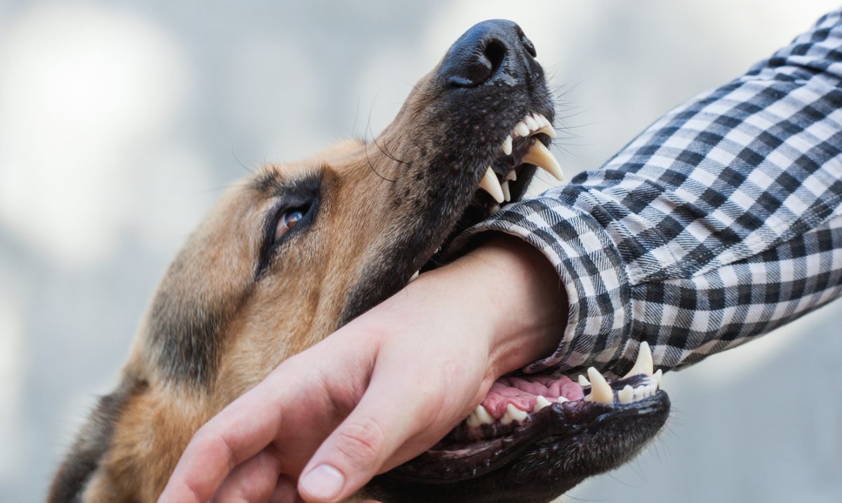 dog biting a man