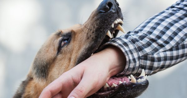 Dogs, sheep euthanased amid growing number of animal attacks in Junee